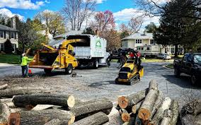 Best Tree and Shrub Care  in English, IN